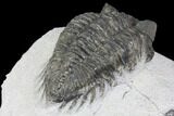 Bargain, Coltraneia Trilobite Fossil - Huge Faceted Eyes #137704-5